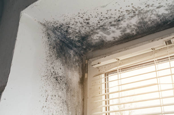 Trusted Crawl Space Mold Removal service in Oradell, NJ - Cheap Mold Removal