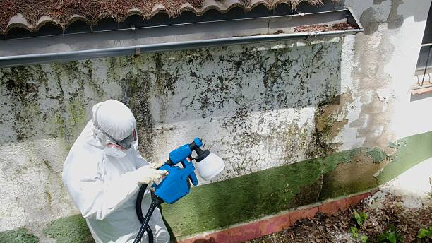 Top rated local Basement Mold Removal specialists in Oradell, NJ